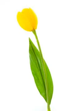 Artificial tulip on white background Stock Photos