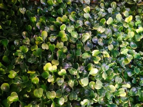 Artificial Wall Plants Stock Photos