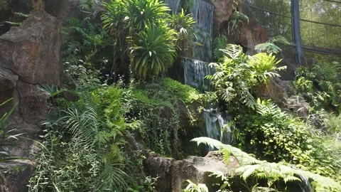 Artificial water fall in a large botanical garden inside the aviary dome. Stock Footage 253810512