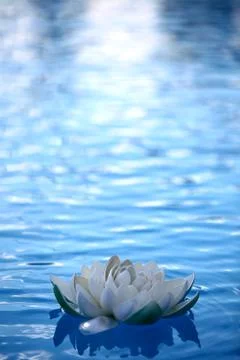Artificial water lilly Stock Photos