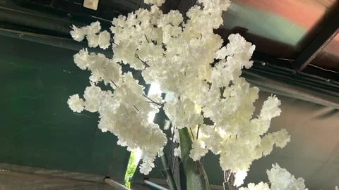 Artificial White Cherry Blossom Tree Decoration In Restaurant Interior Stock Footage 333832440