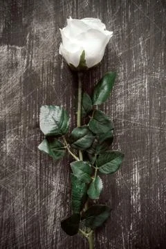Artificial white rose Stock Photos