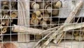Artificial wooden insect hotel with bumble bees in slow motion stock footage HD Footage