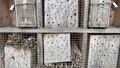 Artificial wooden insect hotel with bumble bees in slow motion stock footage HD Footage