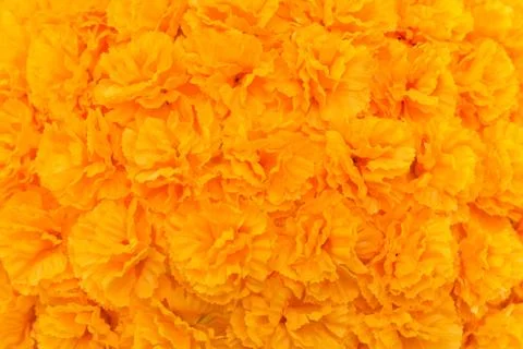 Artificial yellow Flowers lined with a background in horizontal Stock Photos