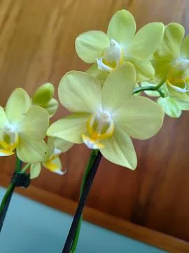 Artificial yellow orchids close-up Stock Photos