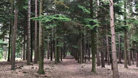 Artificially planted pine forest Stock Footage 111280485