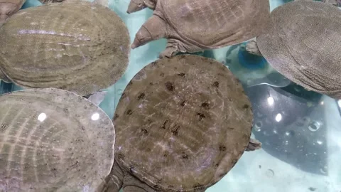 Artificially raised turtles 스톡 동영상 288861776