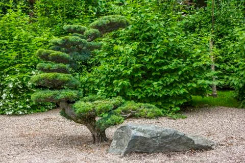 Artificially shaped tree Stock Photos