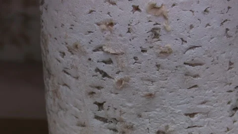 Artisan cheese in various stages of aging on storage shelves a collection 動画素材 337060739