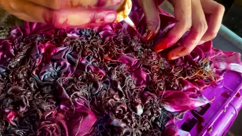 Artisan Hands Applying Liquid Dye Directly on Tied Fabric Stock Footage 336804864