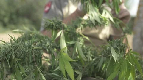 Artisan hemp processing on sustainable farm Stock Footage 316534000