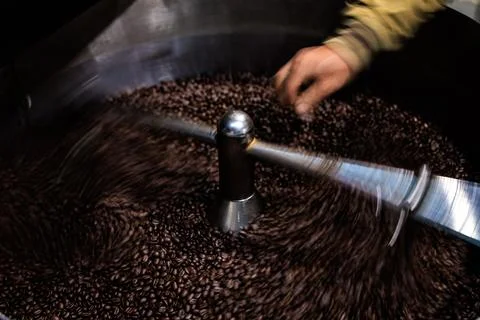 Artisan Roaster Checking Roasted Coffee Beans In Cooling Tray Close Up Shot Stockfoto's