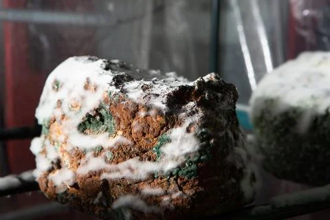 Artisanal cheese ripening with mold developing on rind 库存照片