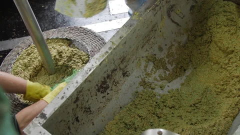 Artisanal Olive Oil Extraction Process. Filling Baskets for pressing  Stock Footage 299672610