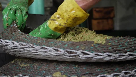 Artisanal Olive Oil Extraction Process. Filling Baskets for pressing 08 Stock Footage 299675212