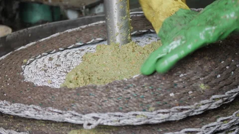 Artisanal Olive Oil Extraction Process. Filling Baskets for pressing Stock Footage 299675539