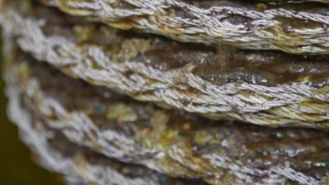 Artisanal Olive Oil Extraction Process. Pressing Baskets dripping Oil 02 Stock Footage 299676285