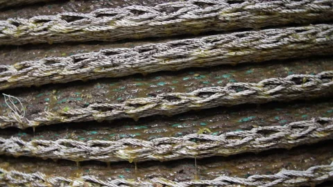 Artisanal Olive Oil Extraction Process. Pressing Baskets dripping Oil 03 Stock Footage 299676794