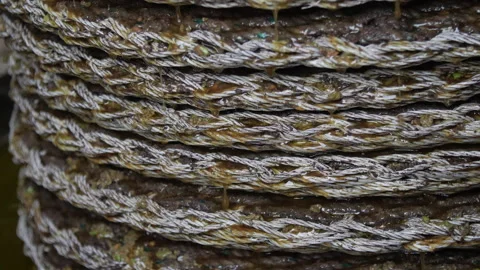 Artisanal Olive Oil Extraction Process. Pressing Baskets dripping Oil 04 Stock Footage 299676963