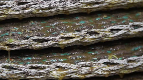 Artisanal Olive Oil Extraction Process. Pressing Baskets dripping Oil Stock Footage 299677658
