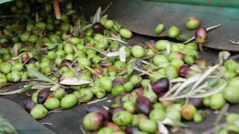 Artisanal olive oil mill. Loading olives on the conveyor belt Stock Footage 299680409