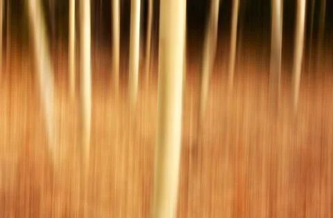 Artisitc view of popular trees using a panning technique, Yukon. Stock Photos