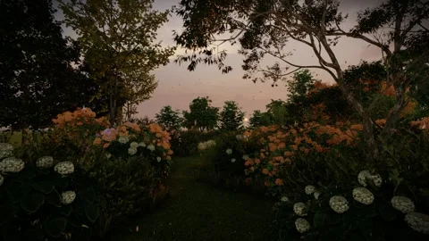 Artist 3d render, hydrangea and flowergarden with sunset Stock Footage 231884835