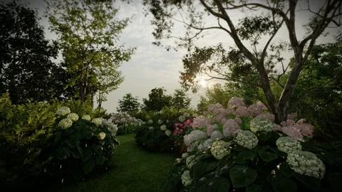 Artist 3d render hydrangea and buddleia, sunset rainy garden Stock Footage 231884856