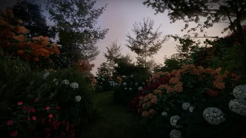 Artist 3d render, hydrangea and flower garden with sunset Stock Footage 231884867