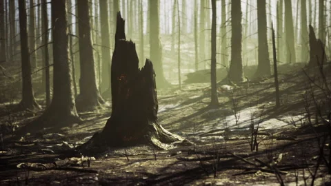 Artist develops outline for forest restoration through tree sketch Video stock 329942343