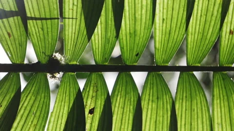 Artistic abstract palm tree leaves pattern in Costa Rica jungle rain Video stock 201531537