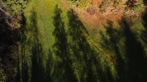 Artistic aerial view of tree shadows on green grass Stock Footage 119473908