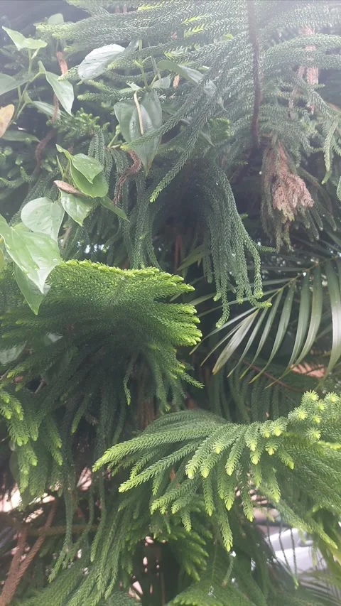 Artistic Araucaria Video stock 304610036