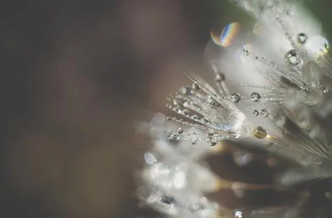 Artistic Background for desktop. Blurred abstract photo of a dandelion Stock Photos