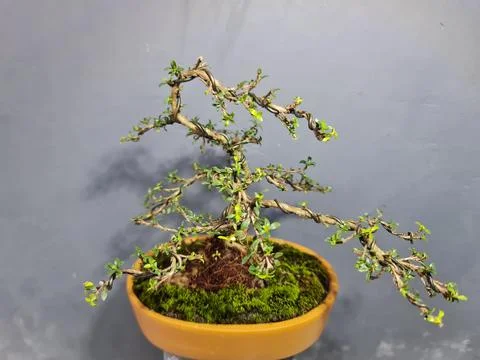 Artistic Barbados Cherry Bonsai Tree with Professional Styling Stock Photos