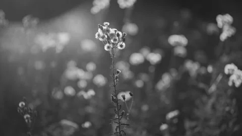 Artistic black and white close-up photograph of a single wild plant stem Stock Footage 338165670