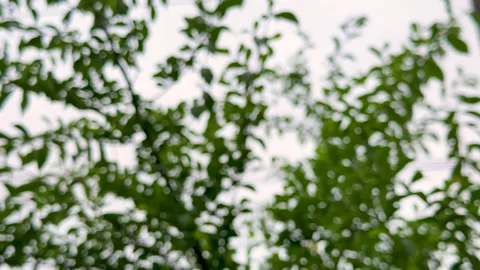 Artistic blurred green foliage with soft focus against a bright sky creatin.. Stock Footage 340220566