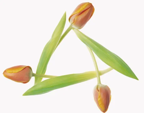 Artistic Border Stock Photos