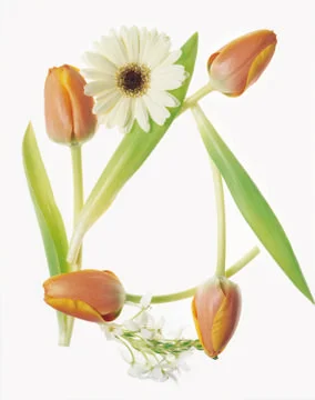 Artistic Border Stock Photos