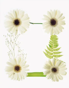 Artistic Border Stock Photos