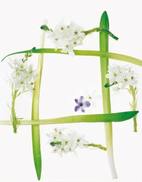 Artistic Border Stock Photos