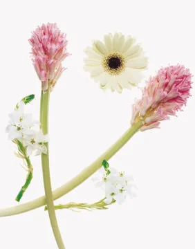 Artistic Border Stock Photos