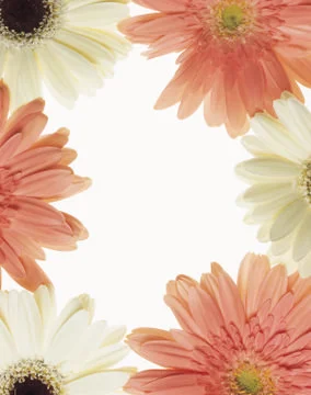 Artistic Border Stock Photos