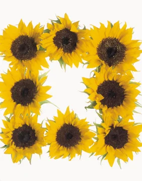 Artistic Border Stock Photos