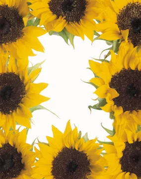 Artistic Border Stock Photos