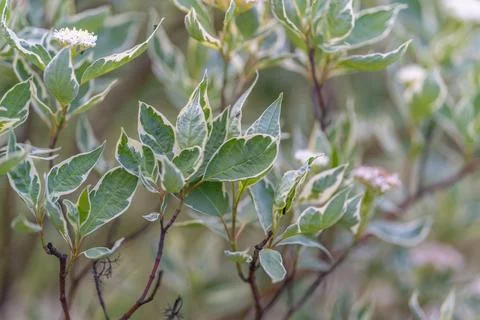 Artistic botanical abstraction rendered in soft focus, dreamy bokeh and layer Stock Photos