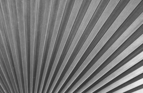 Artistic Botanical Pattern of Green Panama Hat Palm Plant's Leaf 写真素材