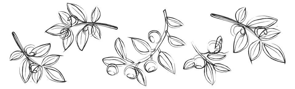 Artistic calligraphic elements on white panoramic background - Vector イラスト素材