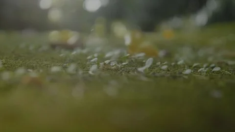 Artistic camera focus transfering Stock Footage 95549306